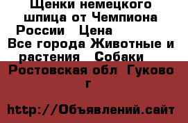 Щенки немецкого шпица от Чемпиона России › Цена ­ 50 000 - Все города Животные и растения » Собаки   . Ростовская обл.,Гуково г.